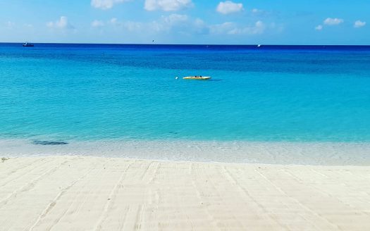 BOGGY SANDS CLUB TURTLE 2