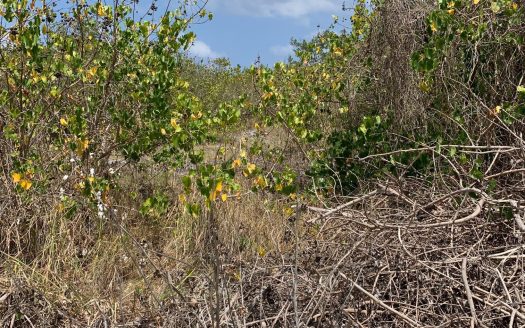 NORTHSIDE OCEAN FRONT AND INLAND PROPERTY