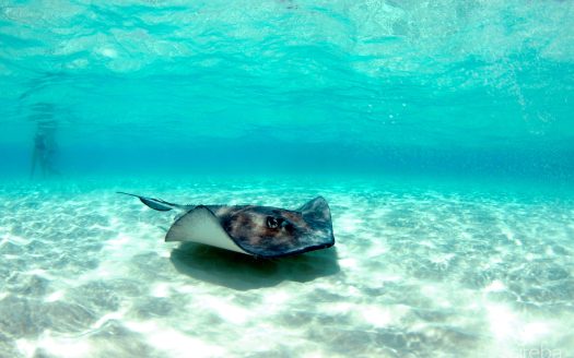 KELLYS WATERSPORTS & TOURS