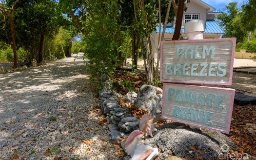 PALM BREEZES